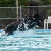 509 SFS dog water aggression training