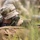 Expert Soldier Badge and Expert Infantry Badge range qualification, Sept. 2, 2025 Expert Soldier Badge and Expert Infantry Badge range qualification, Sept. 2, 2025