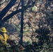 Shasta-Trinity Pile Burn