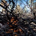 Shasta-Trinity Pile Burn