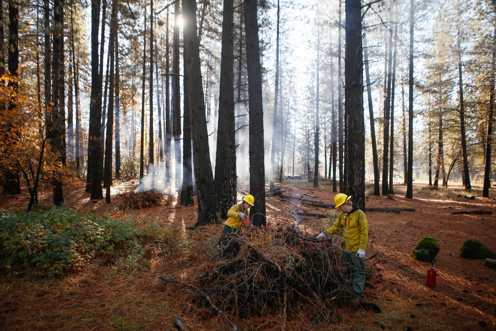 Shasta-Trinity Pile Burn