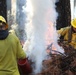 Shasta-Trinity Pile Burn