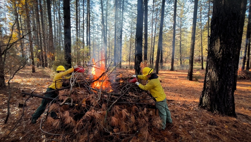 Shasta-Trinity Pile Burn