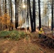 Shasta-Trinity Pile Burn
