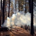 Shasta-Trinity Pile Burn