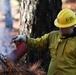 Shasta-Trinity Pile Burn