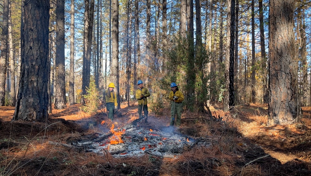 Shasta-Trinity Pile Burn