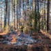 Shasta-Trinity Pile Burn