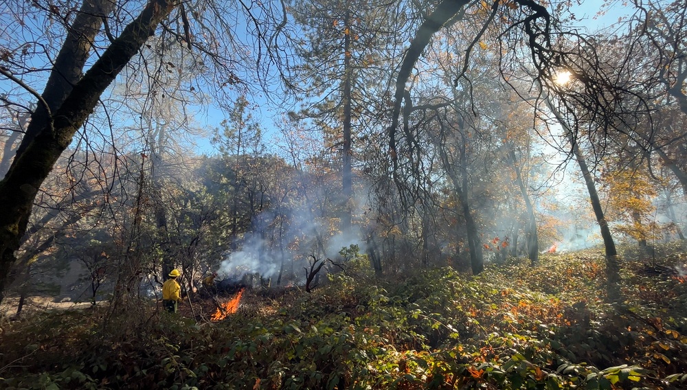 Shasta-Trinity Pile Burn