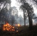 Cleveland National Forest: Prescribed Burn