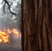 Cleveland National Forest: Prescribed Burn