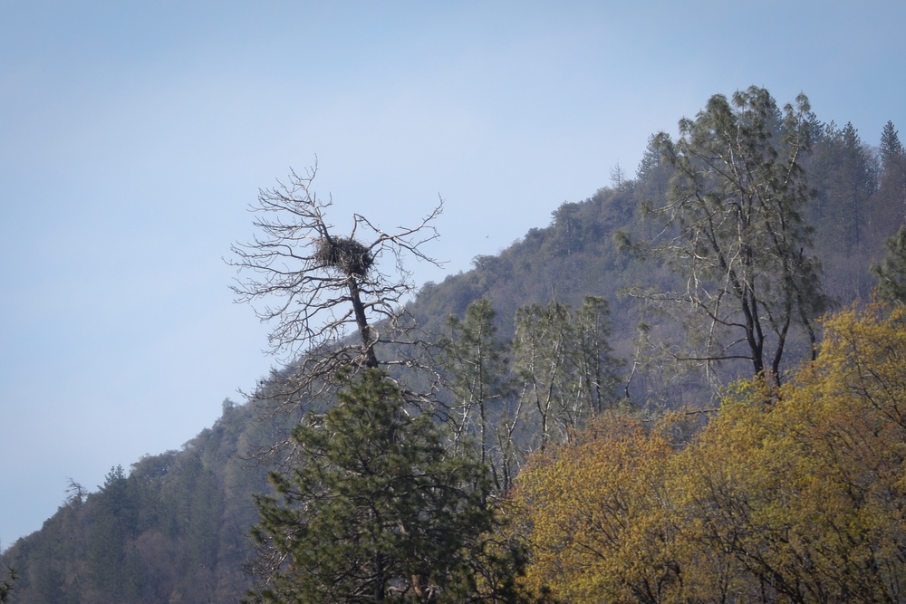 Backbone Prescribed Fire
