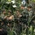 Super Garuda Shield 25: U.S., Dutch, Japanese forces conduct close quarter battle drills