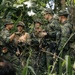 Super Garuda Shield 25: U.S., Dutch, Japanese forces conduct close quarter battle drills