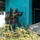 Super Garuda Shield 25: U.S., Dutch, Japanese forces conduct close quarter battle drills