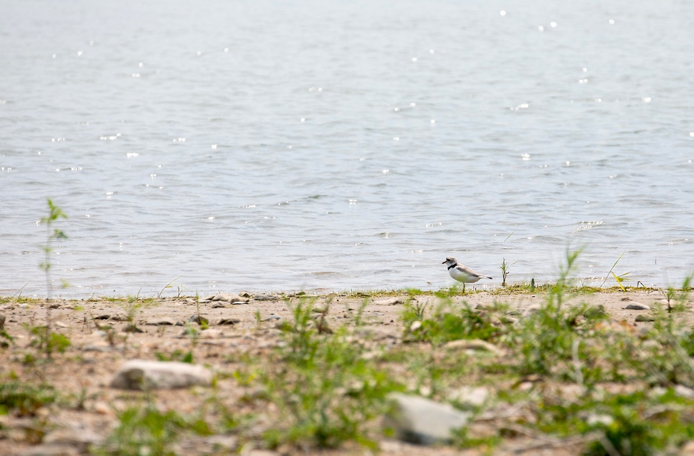 Piping Plover