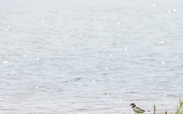 Piping Plover
