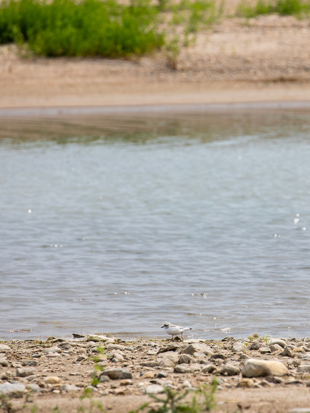 Piping Plover