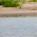 Piping Plover