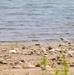 Piping Plover