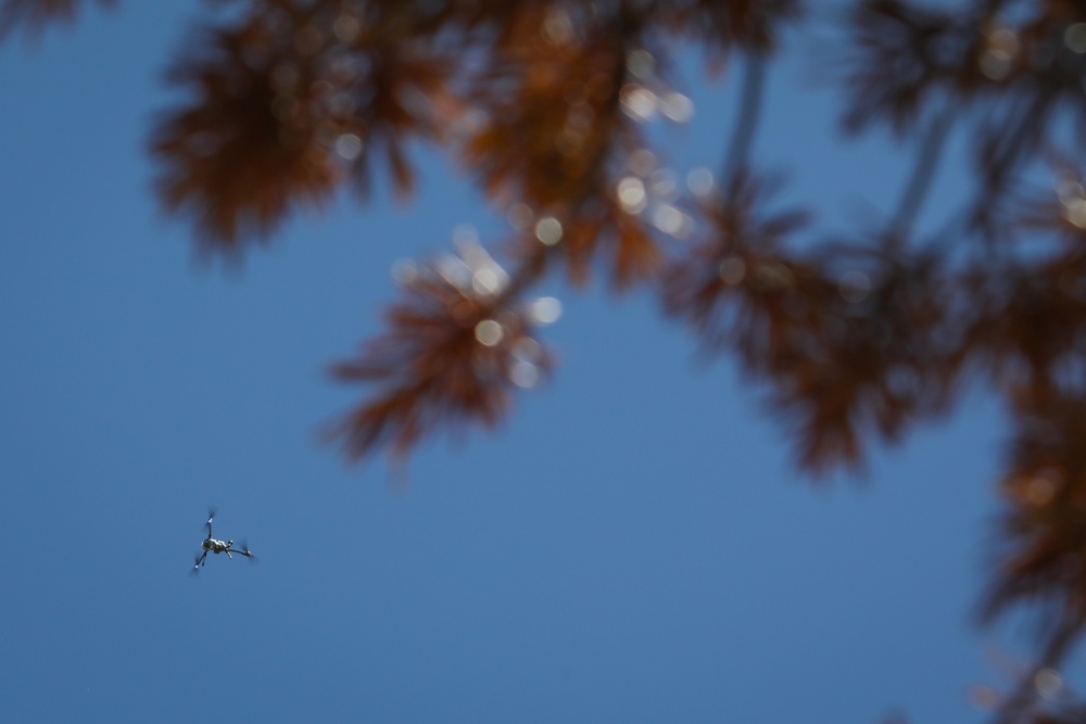 Aerial Eye on the Forest