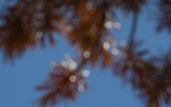 Aerial Eye on the Forest