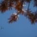 Aerial Eye on the Forest