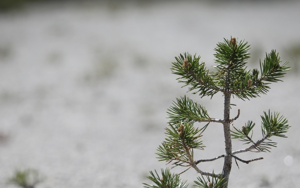 Aerial Eye on the Forest
