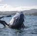 Exercise DELAYEN: 3rd ANGLICO RHIB and Kayak Training in Tahiti