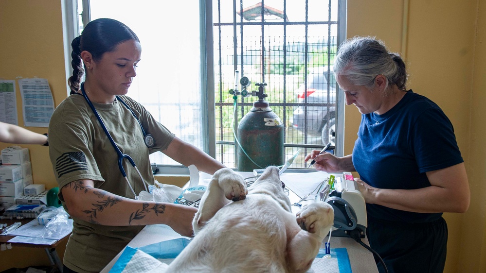 Pacific Partnership 2025 Multi-National Partners Conduct Spay and Neutering Operations in Pohnpei September 2025