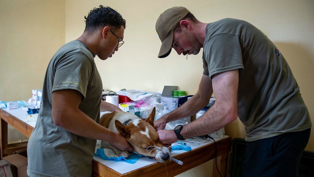 Pacific Partnership 2025 Multi-National Partners Conduct Spay and Neutering Operations in Pohnpei September 2025