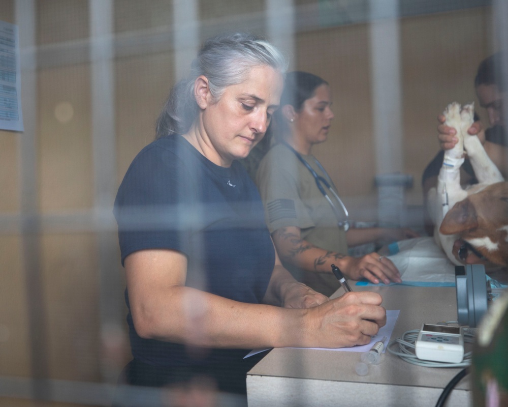 Pacific Partnership 2025 Multi-National Partners Conduct Spay and Neutering Operations in Pohnpei September 2025