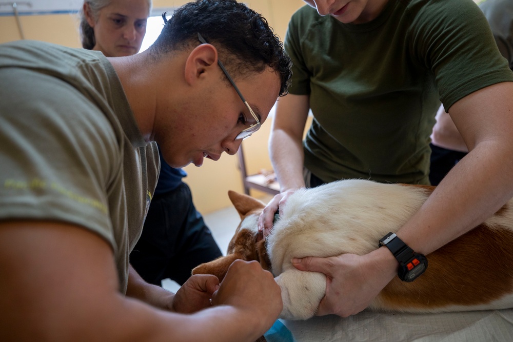 Pacific Partnership 2025 Multi-National Partners Conduct Spay and Neutering Operations in Pohnpei September 2025