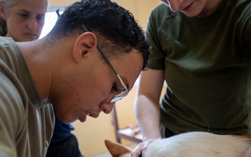 Pacific Partnership 2025 Multi-National Partners Conduct Spay and Neutering Operations in Pohnpei September 2025