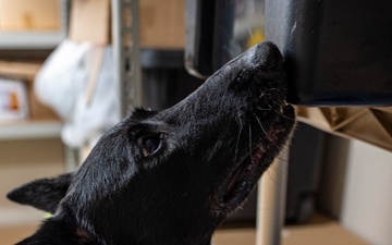 822 BDS conducts MWD training and validation