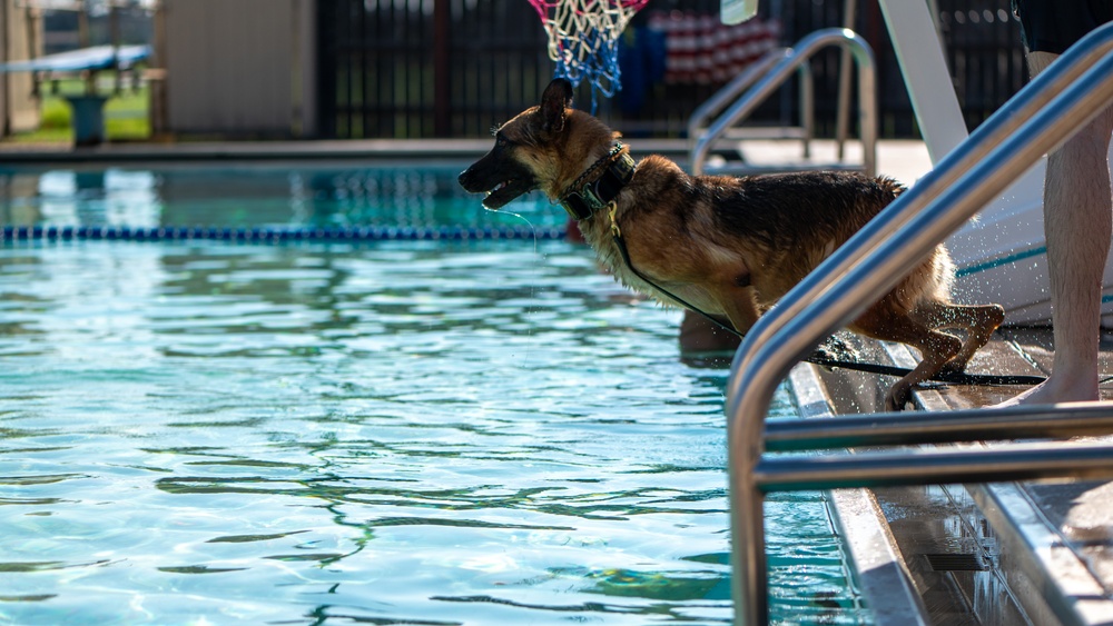 Military Working Dogs Test Bite in Water