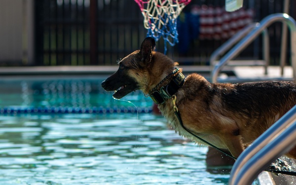Military Working Dogs Test Bite in Water