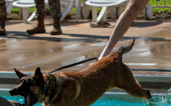 Military Working Dogs Test Bite in Water