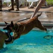 Military Working Dogs Test Bite in Water