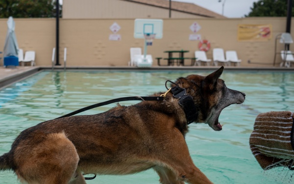 Military Working Dogs Test Bite in Water