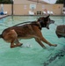 Military Working Dogs Test Bite in Water