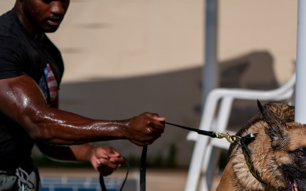 Military Working Dogs Test Bite in Water