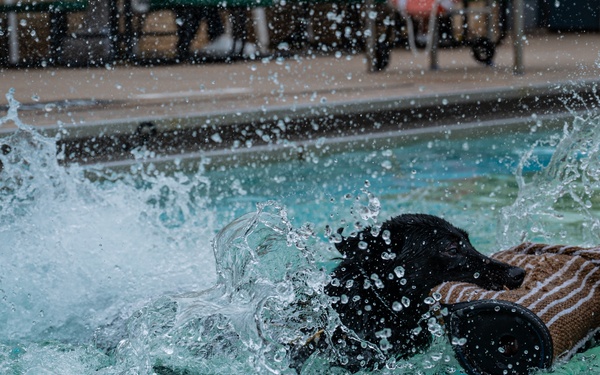 Military Working Dogs Test Bite in Water