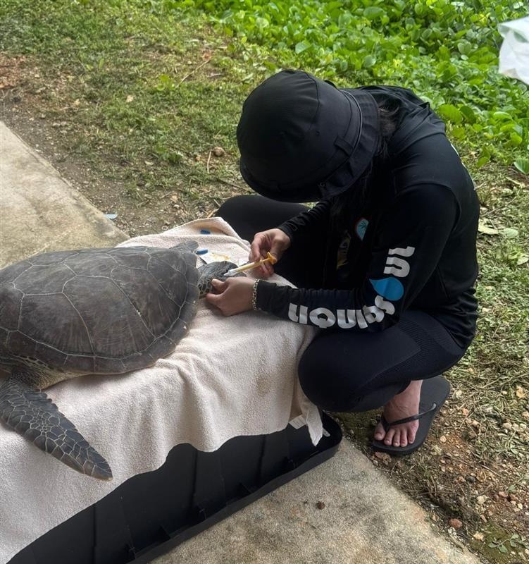 10-Year Sea Turtle Conservation Project Continues to Make Strides in the Marianas