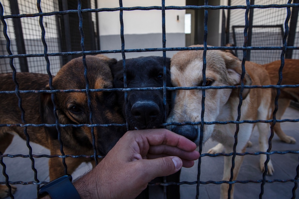 USS Mount Whitney Sailors Lend Helping Hands and Paws at Local Dog Shelter in Montenegro