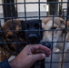 USS Mount Whitney Sailors Lend Helping Hands and Paws at Local Dog Shelter in Montenegro