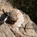 BLT 3/5 and V11 Marines conduct field exercise during Assault Climbers Course