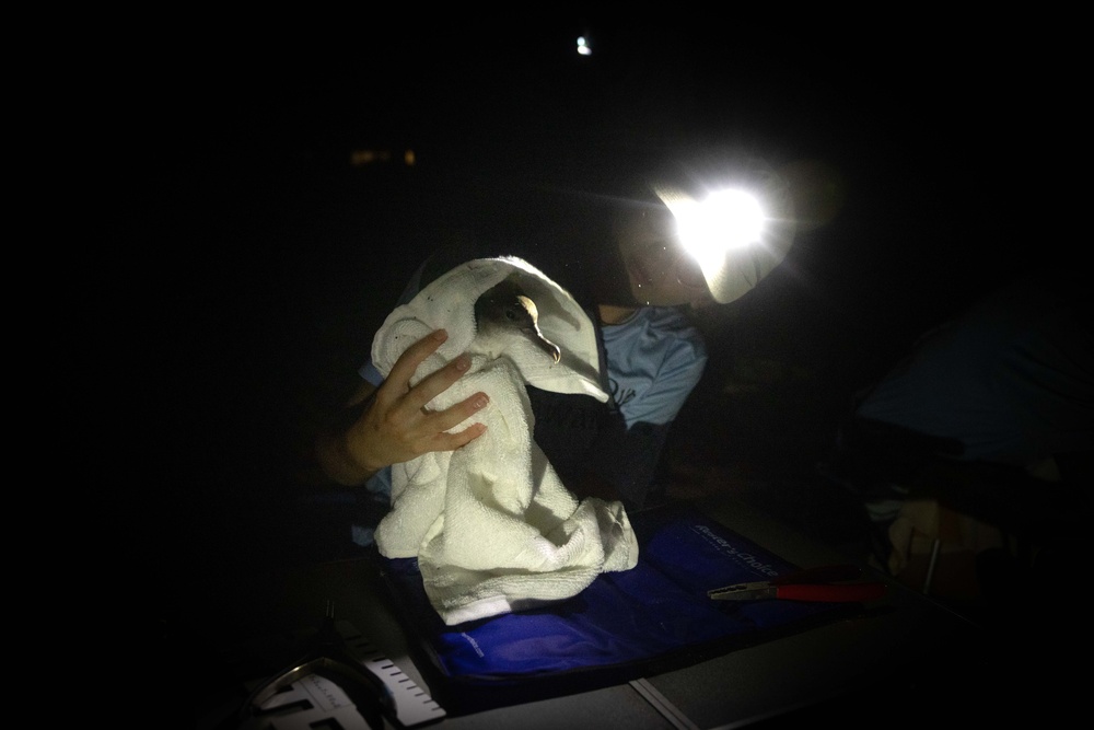 Pacific Missile Range Facility (PMRF) Bird Banding in Preparation for Dark Skies