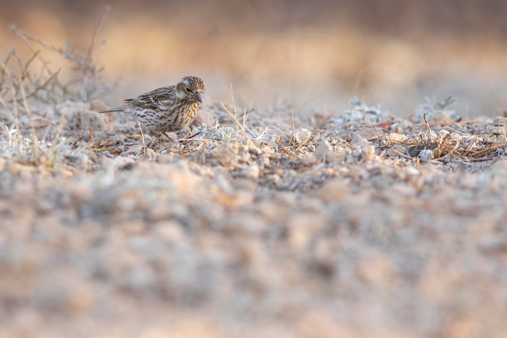 Birding