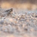 Birding